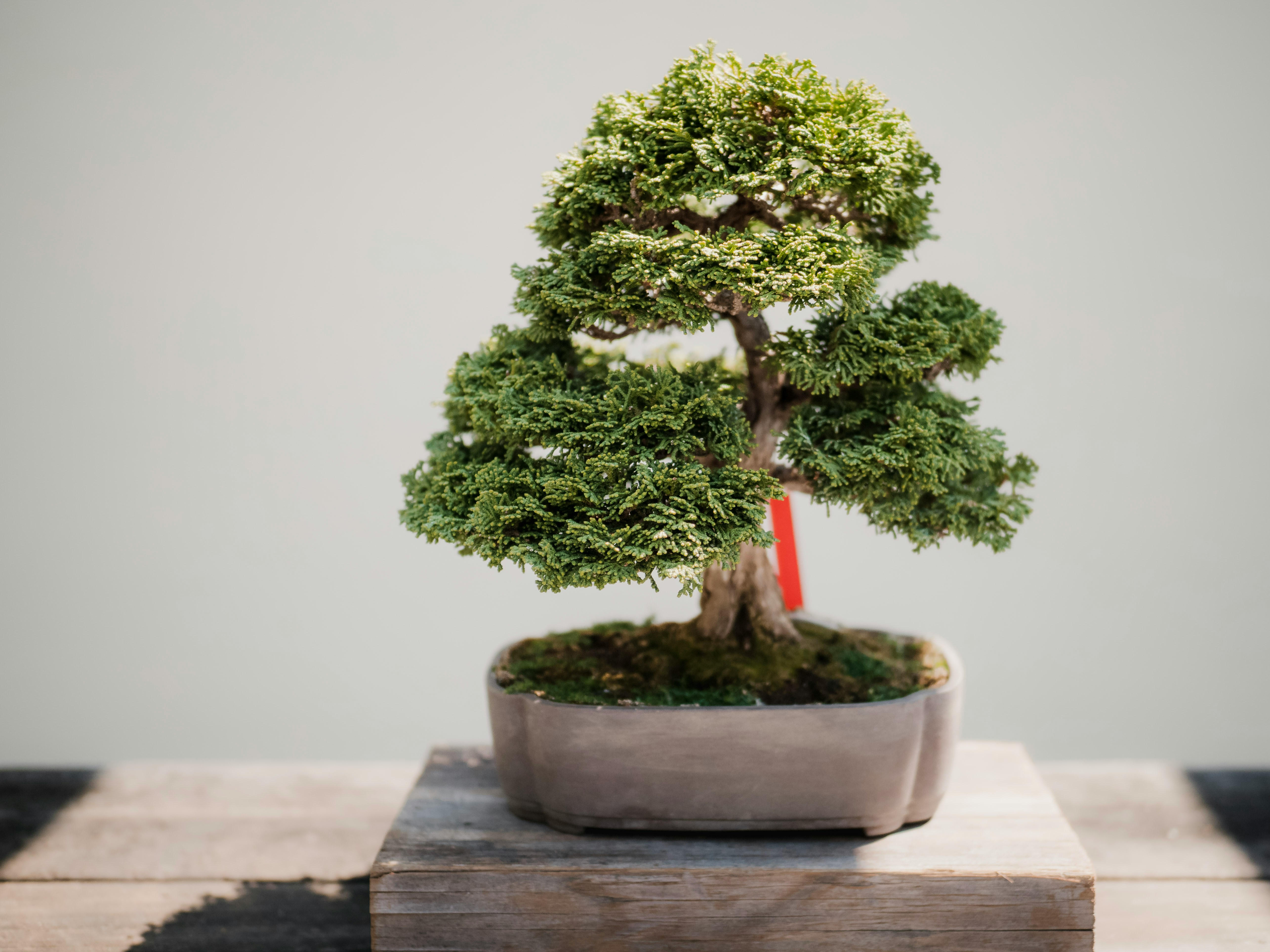 Mini Artificial Bonsai – Pocket-Sized Calm Grove